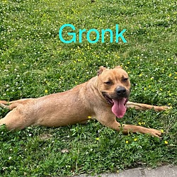 Photo of Gronk ( west 25th )