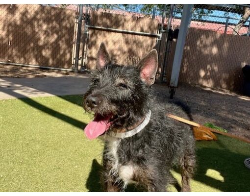 Mesa, Az - Bull Terrier Yorkie, Yorkshire Terrier. Meet Precious A Pet 