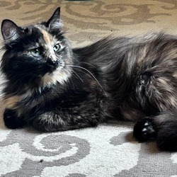 Photo of Moana - Maine Coon mix