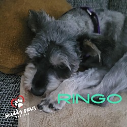 Thumbnail photo of Ringo #2