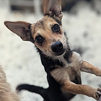 adopt a pet
