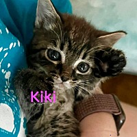 Adopt A Pet :: Kiki - Leonardtown, MD
