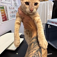 adopt a pet