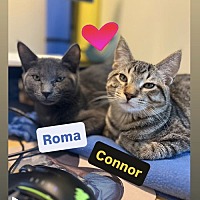 adopt-pet