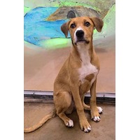 adopt-pet