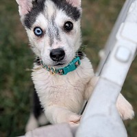adopt a pet