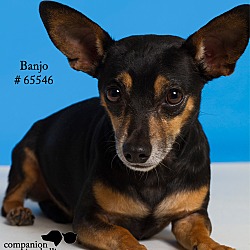 Thumbnail photo of Banjo #4
