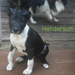 Thumbnail photo of Henderson #2