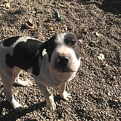 Holland, MI - Beagle/Shar Pei. Meet Ashe a Pet for Adoption - AdoptaPet.com