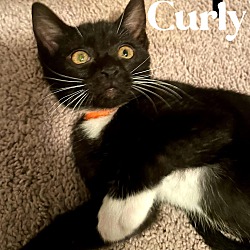 Thumbnail photo of Curly #3