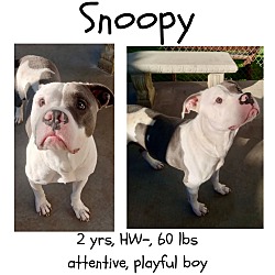 Thumbnail photo of Snoopy #1