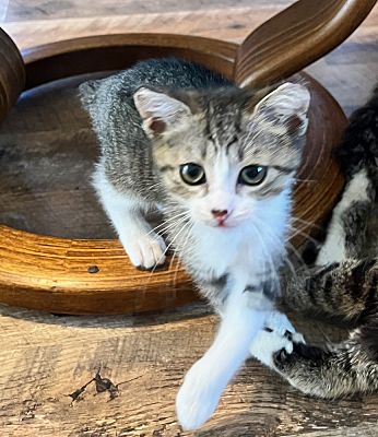 Wilmington, NC - Domestic Shorthair. Meet Petey a Pet for Adoption ...