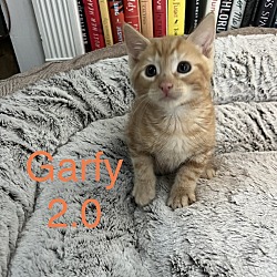 Photo of Garfy 2.0