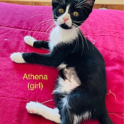 Thumbnail photo of Athena #2