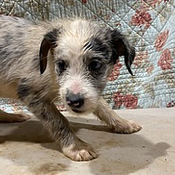 Photo of Border Doodle Puppy