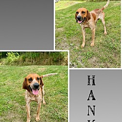 Thumbnail photo of Hank #2