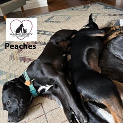 Thumbnail photo of Peaches #4