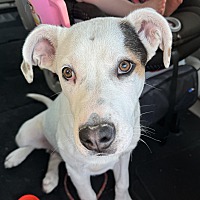 adopt a pet