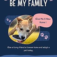 adopt a pet