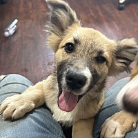 adopt a pet