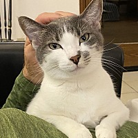 adopt-pet