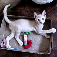 adopt a pet