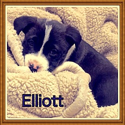 Thumbnail photo of Elliott #2