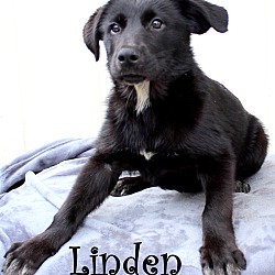Thumbnail photo of Linden~adopted! #2