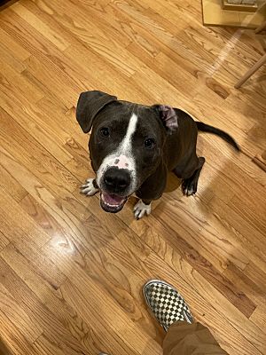 Washington, DC - American Staffordshire Terrier. Meet Buddy a Pet for ...