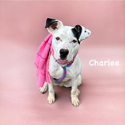 Thumbnail photo of Charlee #2