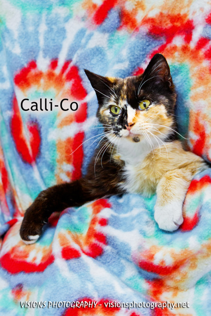 Photo of Calli-Co
