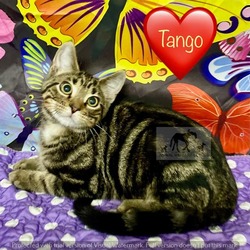 Photo of TANGO