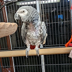 Thumbnail photo of African Greys Lola & George #3