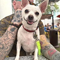 adopt a pet