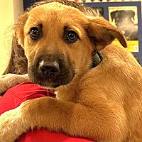 adopt a pet