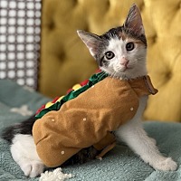 adopt a pet