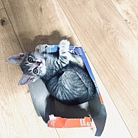 adopt a pet