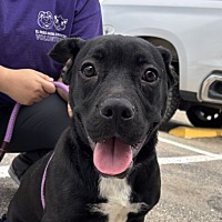 adopt a pet