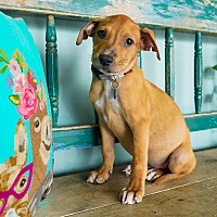 adopt a pet