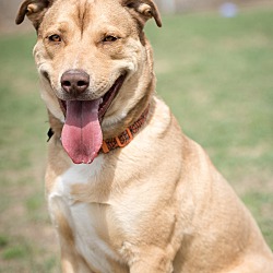 bonded pet photo