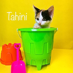 Thumbnail photo of Tahini - Adoption Pending #3