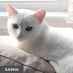 Thumbnail photo of Sasha #4