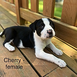 Thumbnail photo of Cherry #3