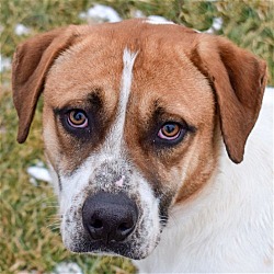 Animal House Shelter, Inc in Huntley, IL Animal House Shelter, Inc in Huntley, IL