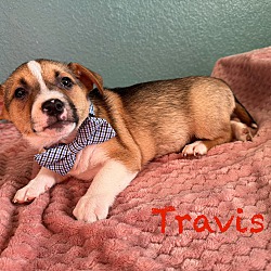 Photo of TRAVIS