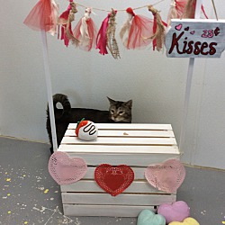 Photo of KitKat
