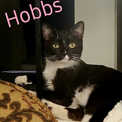 Thumbnail photo of Hobbs #2