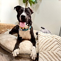 adopt a pet