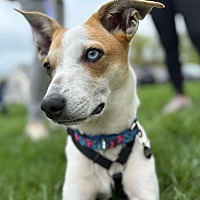 adopt a pet