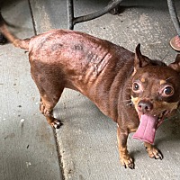 adopt a pet